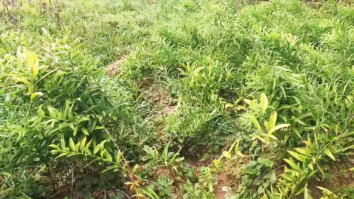 种植基地8
